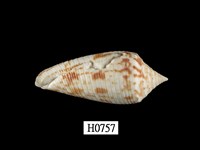 藏品(長芋螺)的圖片